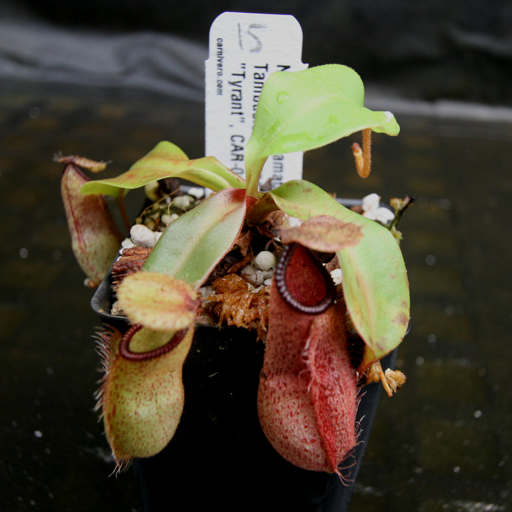
                      
                        Nepenthes hamata Tambusisi x truncata "Tyrant", CAR-0118
                      
                    