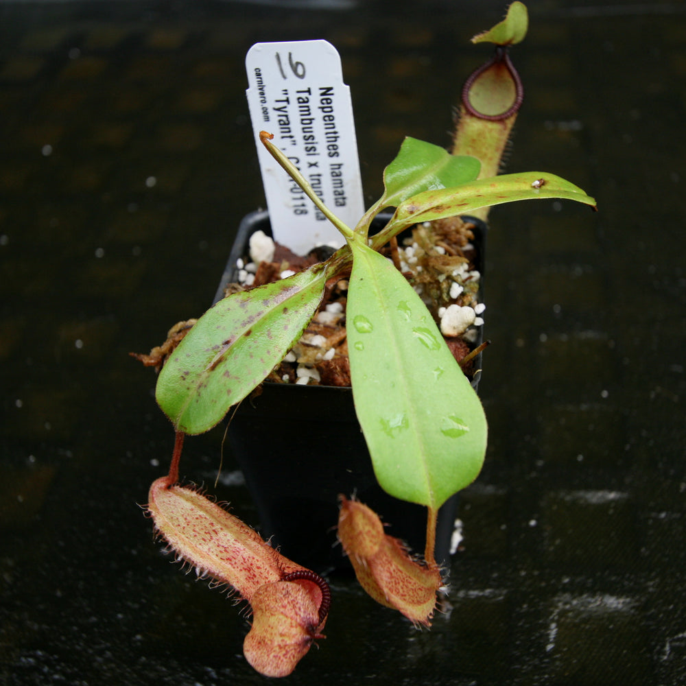 
                      
                        Nepenthes hamata Tambusisi x truncata "Tyrant", CAR-0118
                      
                    