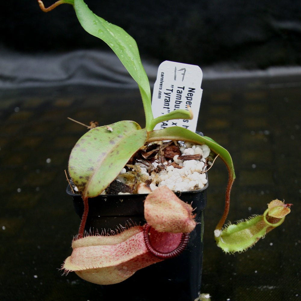 
                      
                        Nepenthes hamata Tambusisi x truncata "Tyrant", CAR-0118
                      
                    