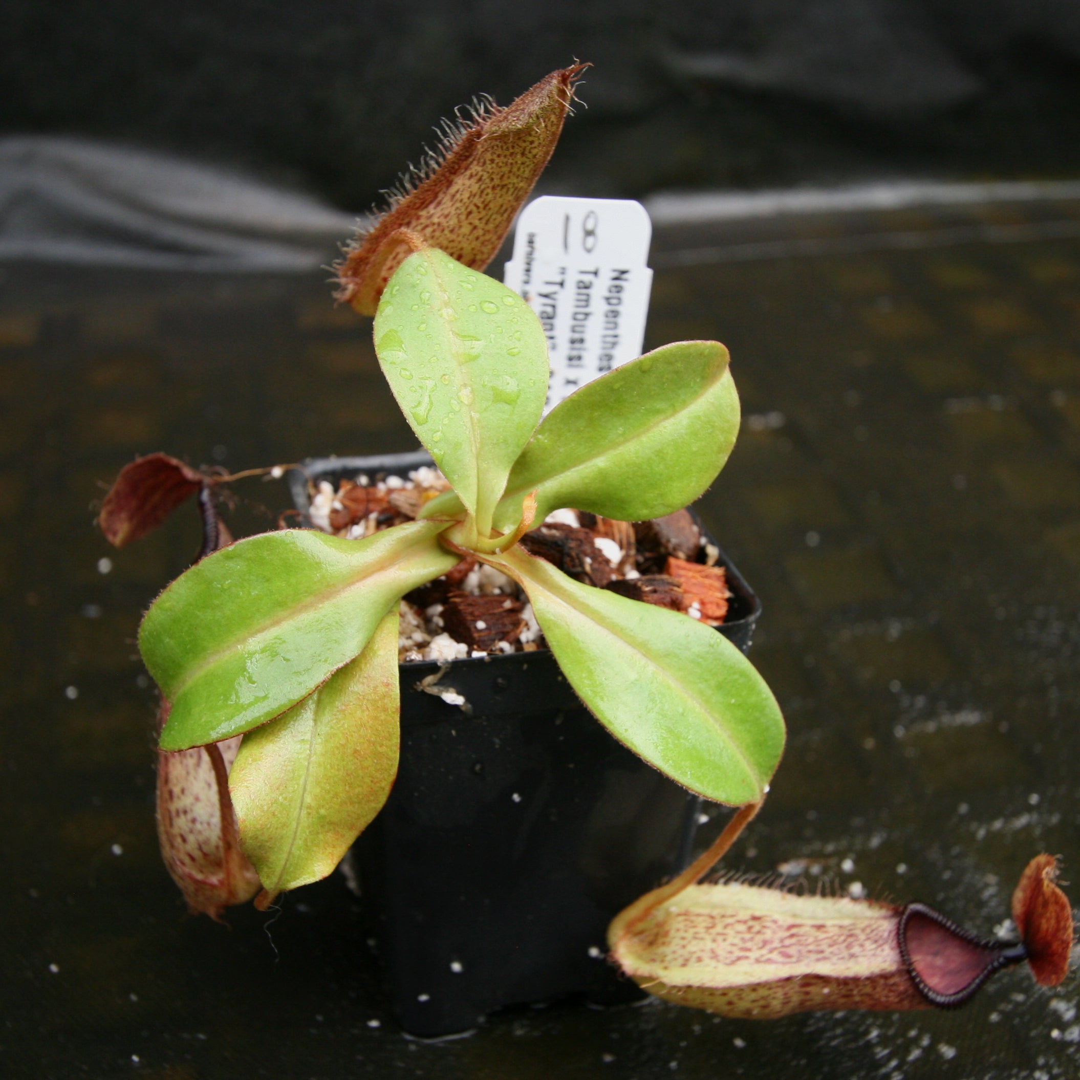 Nepenthes hamata Tambusisi x truncata 