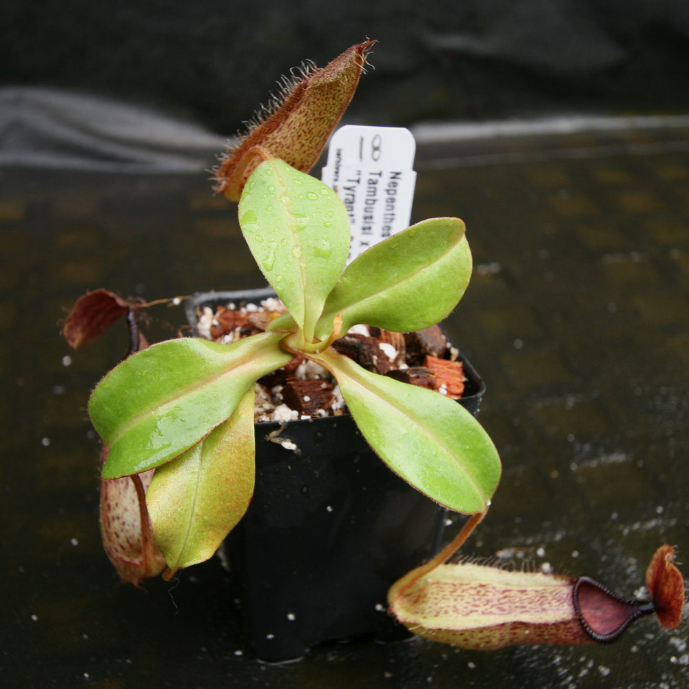 
                      
                        Nepenthes hamata Tambusisi x truncata "Tyrant", CAR-0118
                      
                    
