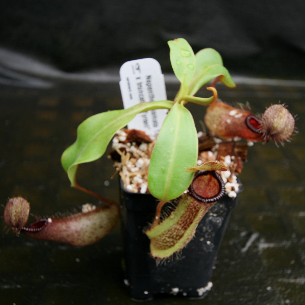 
                      
                        Nepenthes hamata Tambusisi x truncata "Tyrant", CAR-0118
                      
                    