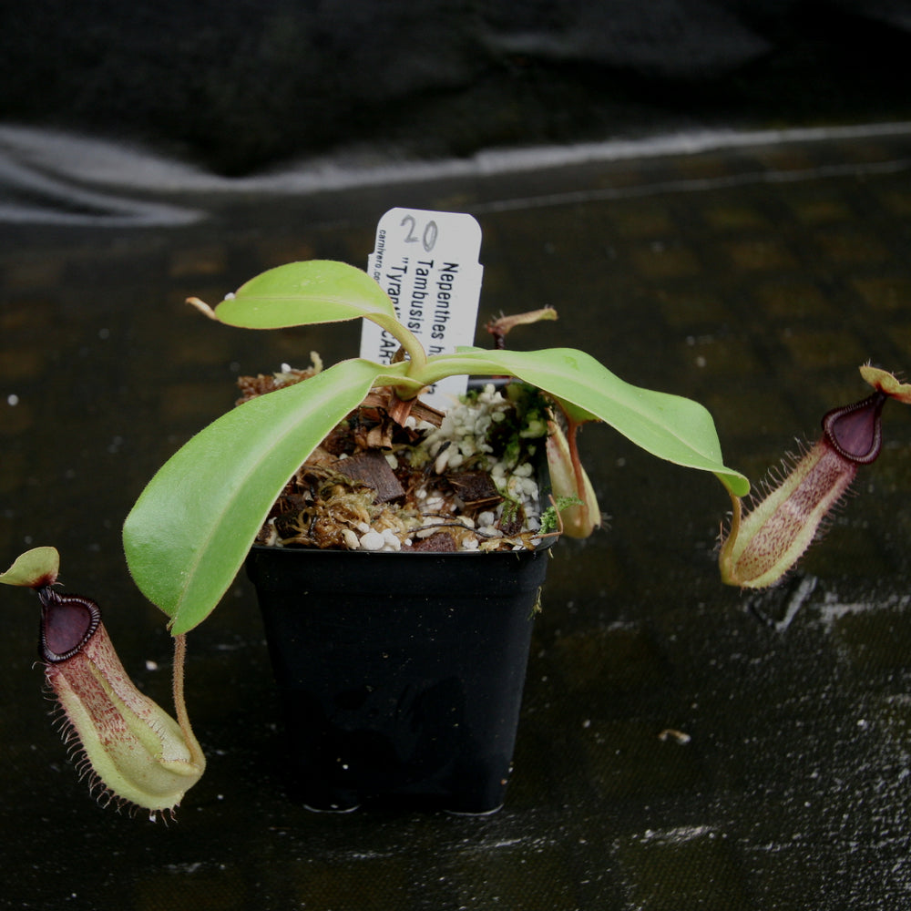 
                      
                        Nepenthes hamata Tambusisi x truncata "Tyrant", CAR-0118
                      
                    