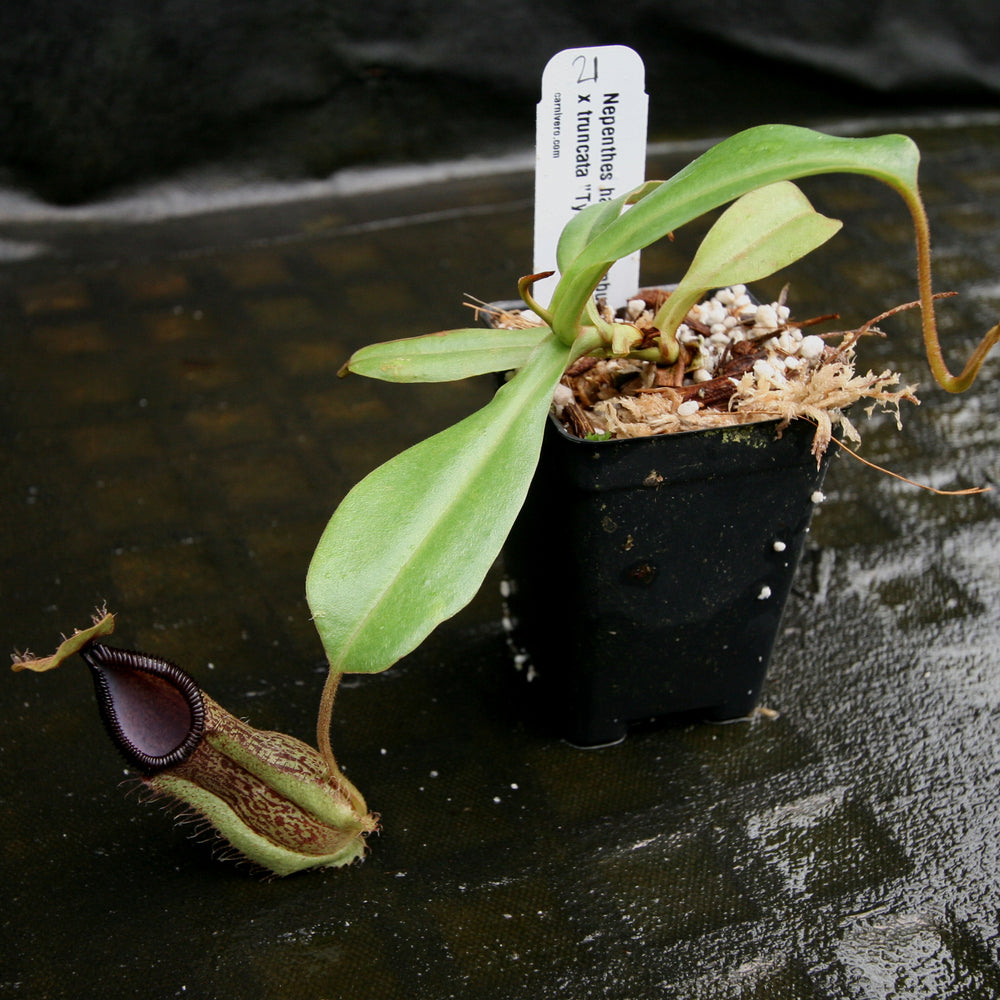 
                      
                        Nepenthes hamata Tambusisi x truncata "Tyrant", CAR-0118
                      
                    