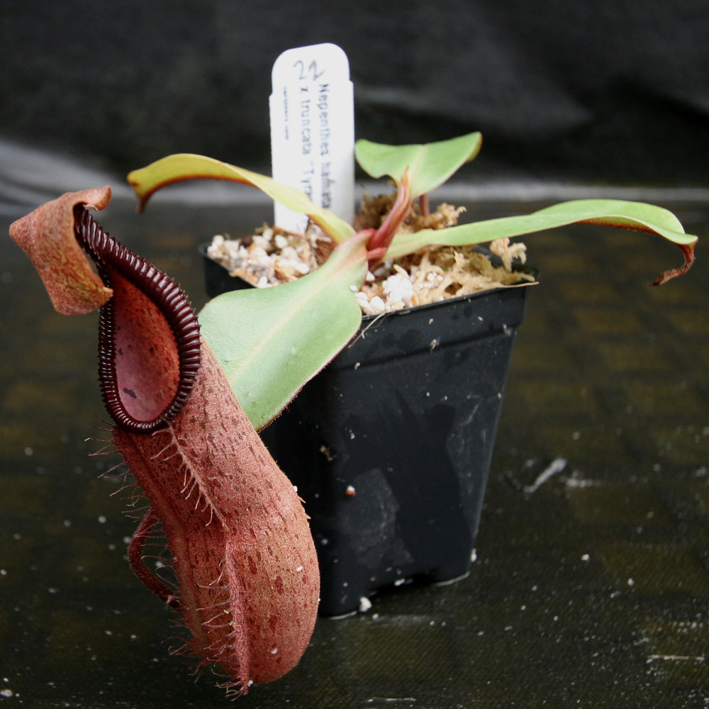 
                      
                        Nepenthes hamata Tambusisi x truncata "Tyrant", CAR-0118
                      
                    