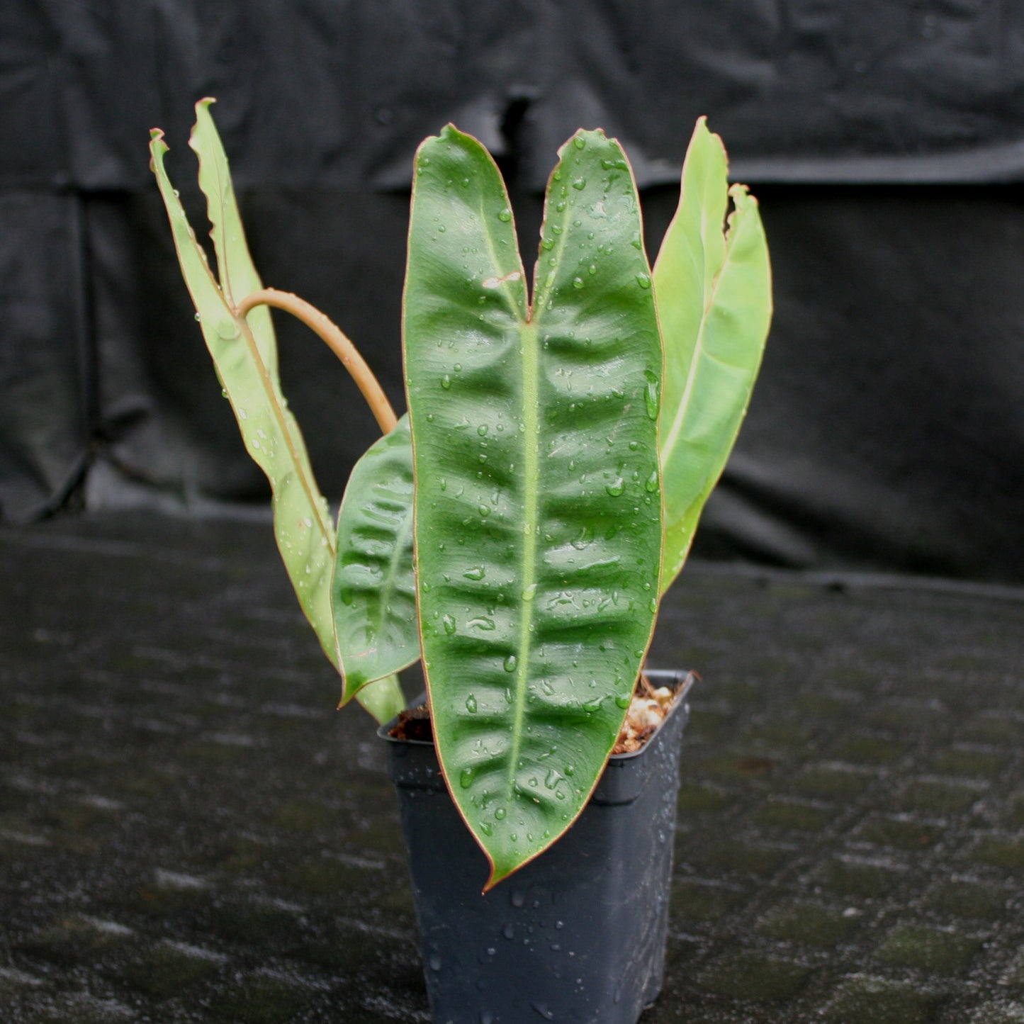 philodendron billietiae black Philodendron billietiae – Carnivero