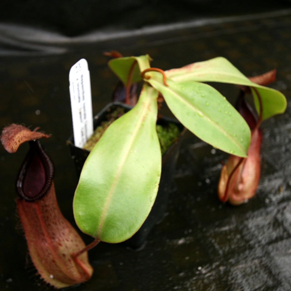 
                      
                        Nepenthes hamata Tambusisi x truncata "Tyrant", CAR-0118
                      
                    