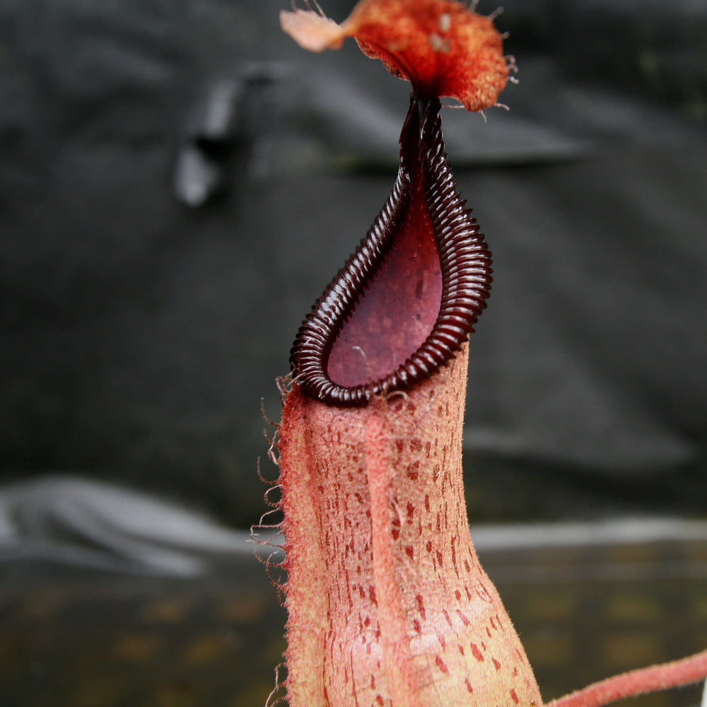 
                      
                        Nepenthes hamata Tambusisi x truncata "Tyrant", CAR-0118
                      
                    