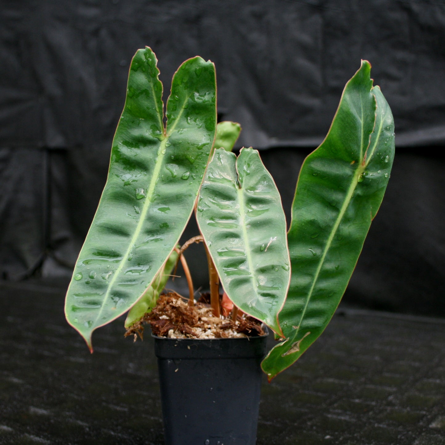 philodendron biliyae Philodendron billietiae – Carnivero