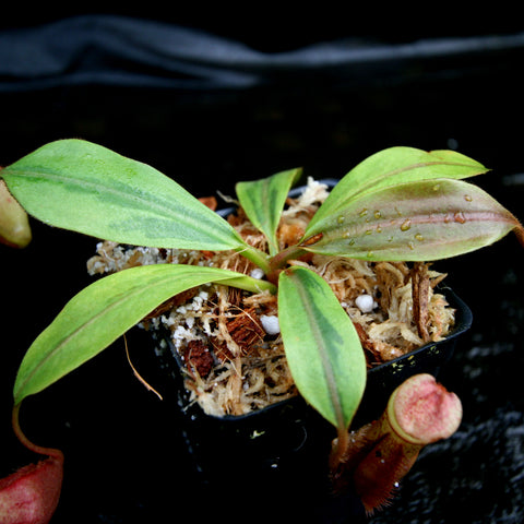 Nepenthes veitchii JB x mira variegated plant in a small pot with moss and a pinkish pitcher visible
