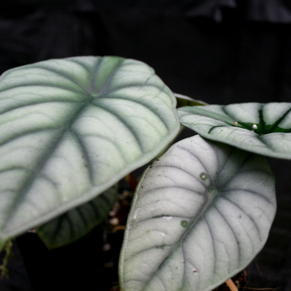 
                      
                        Alocasia nebula
                      
                    