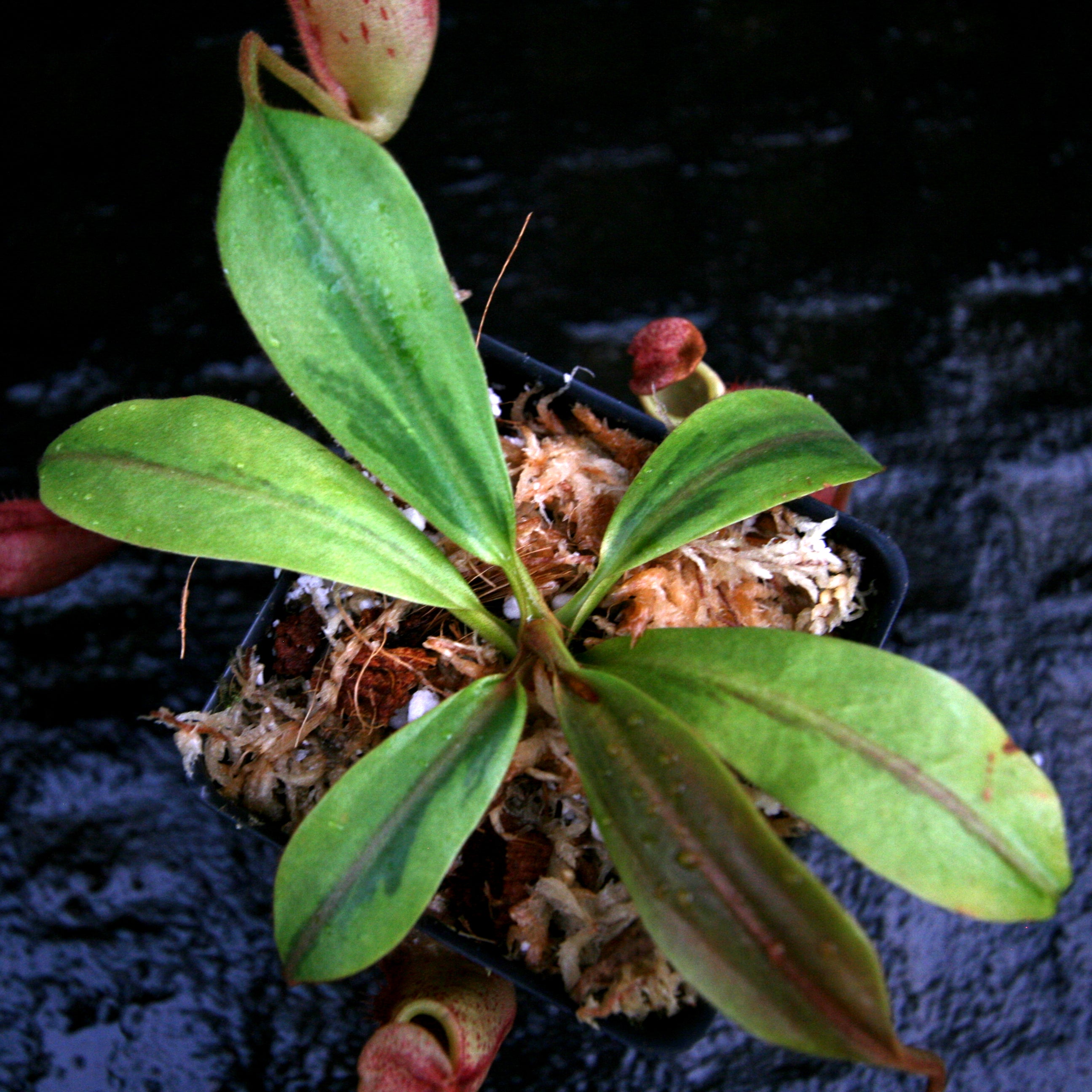 Nepenthes veitchii JB x mira, variegated, CAR-0230 – Carnivero