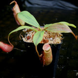 Nepenthes veitchii JB x mira, variegated, CAR-0230