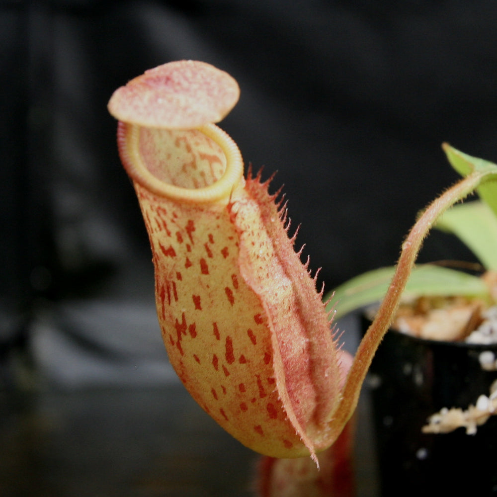 
                      
                        Nepenthes veitchii JB x mira, variegated, CAR-0230
                      
                    