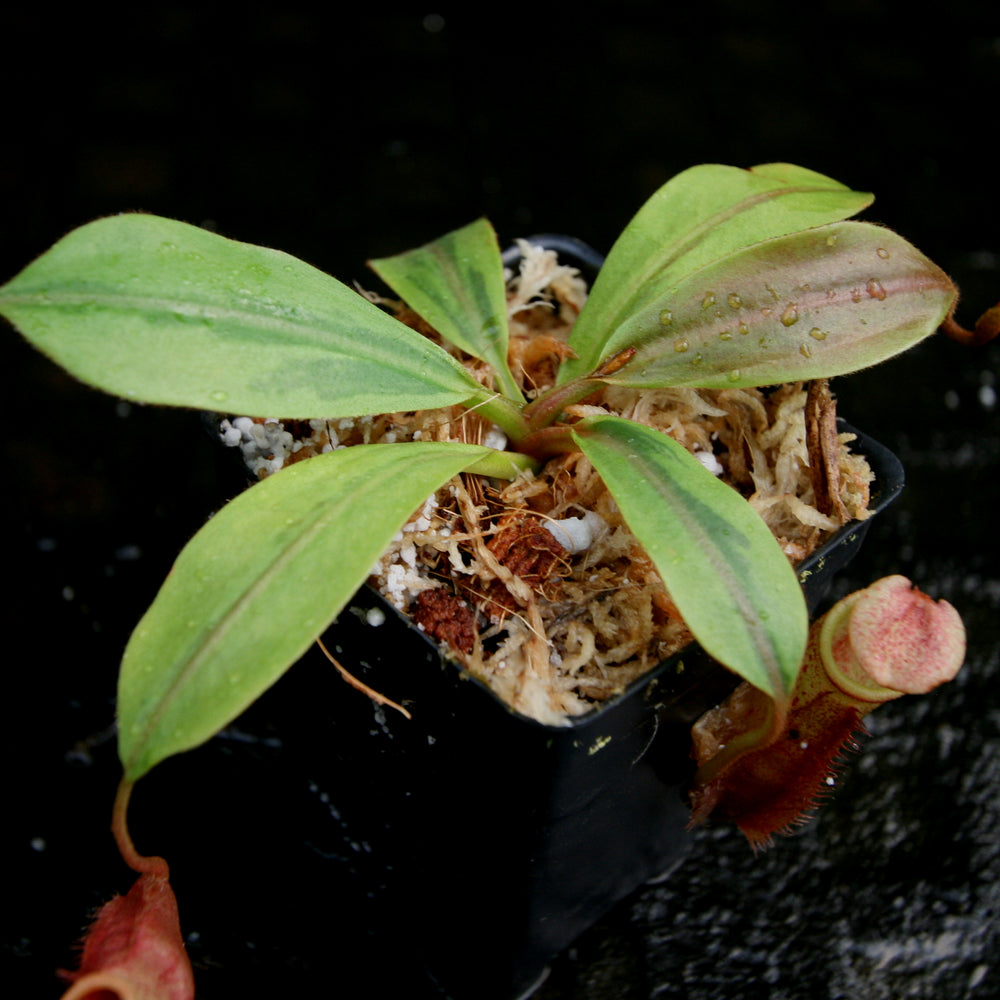 
                      
                        Nepenthes veitchii JB x mira, variegated, CAR-0230
                      
                    