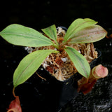 Nepenthes veitchii JB x mira, variegated, CAR-0230