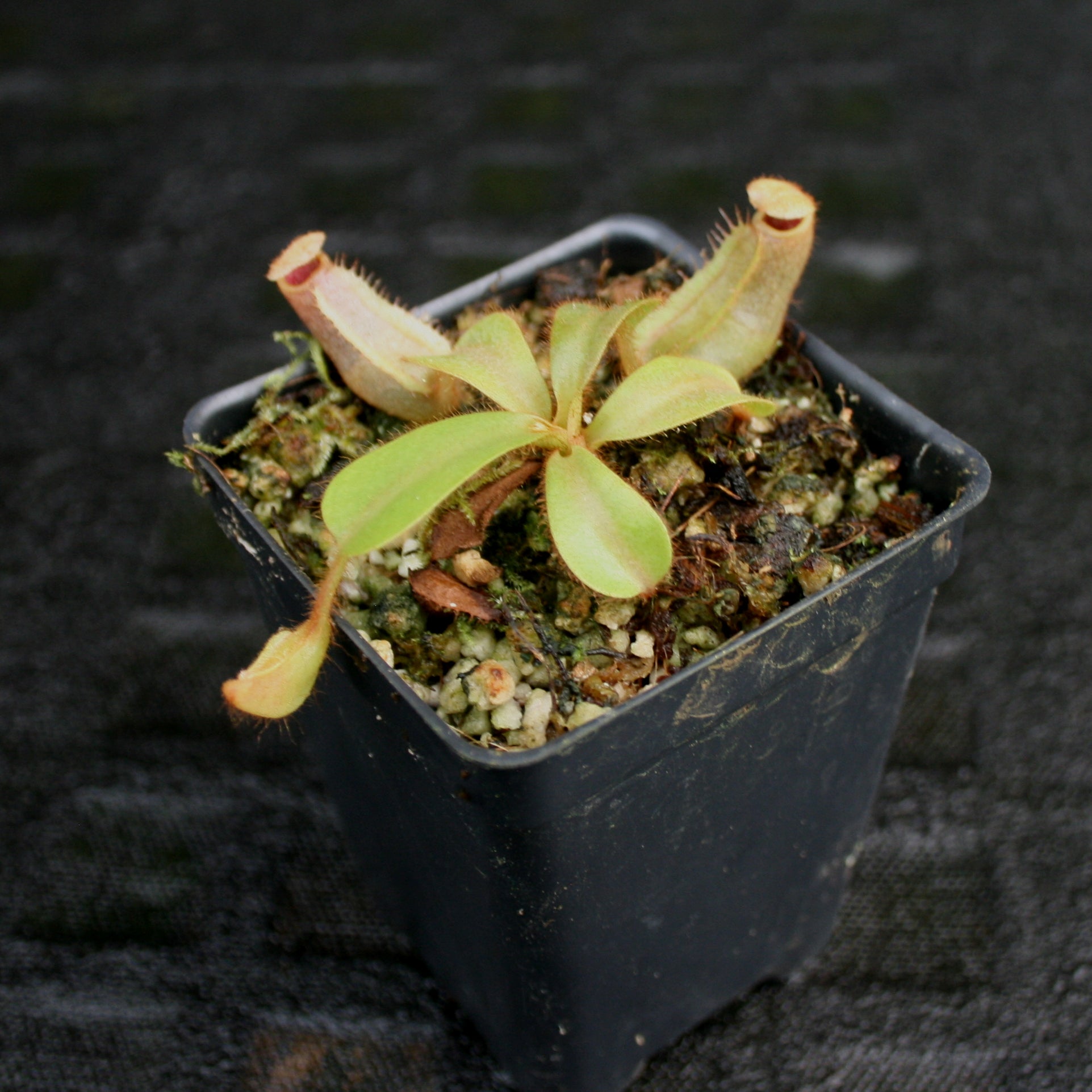 Nepenthes veitchii (#5 x 
