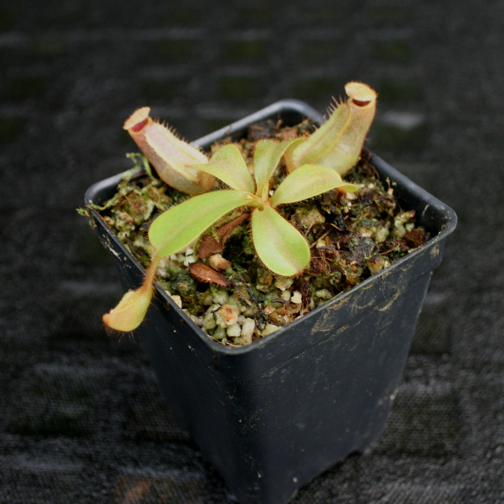
                      
                        Nepenthes veitchii (#5 x "The Wave"), CAR-0062
                      
                    