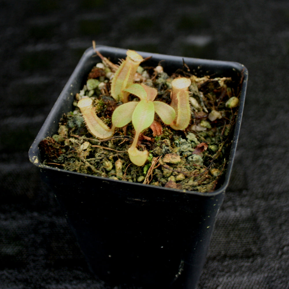 
                      
                        Nepenthes veitchii (#5 x "The Wave"), CAR-0062
                      
                    