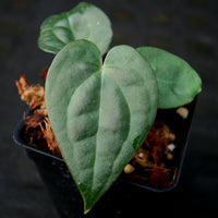 Anthurium crystallinum Dark x luxurians, CAR-0231