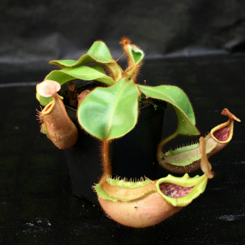 
                      
                        Nepenthes veitchii (#5 x "The Wave"), CAR-0062
                      
                    