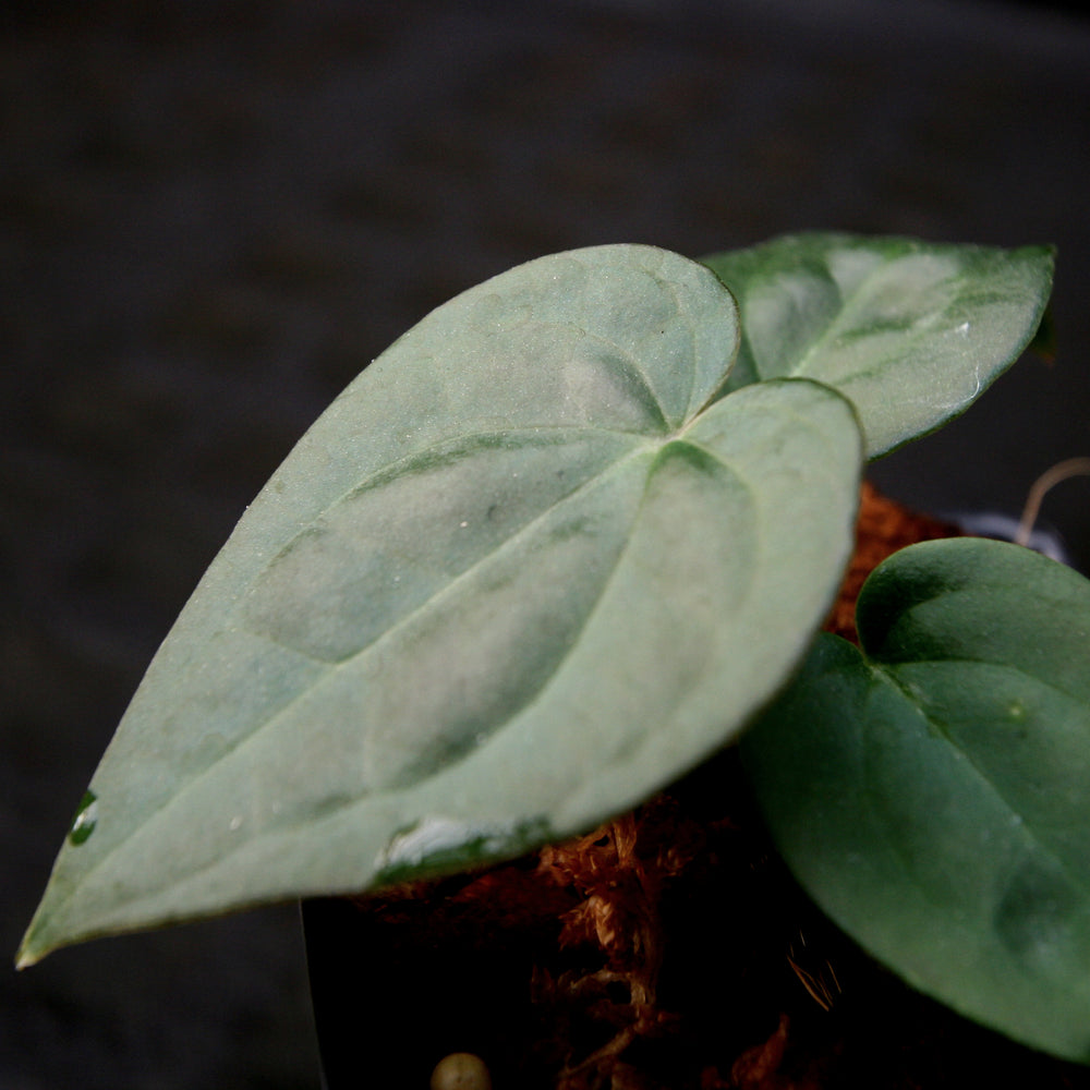 
                      
                        Anthurium crystallinum Dark x luxurians, CAR-0231
                      
                    