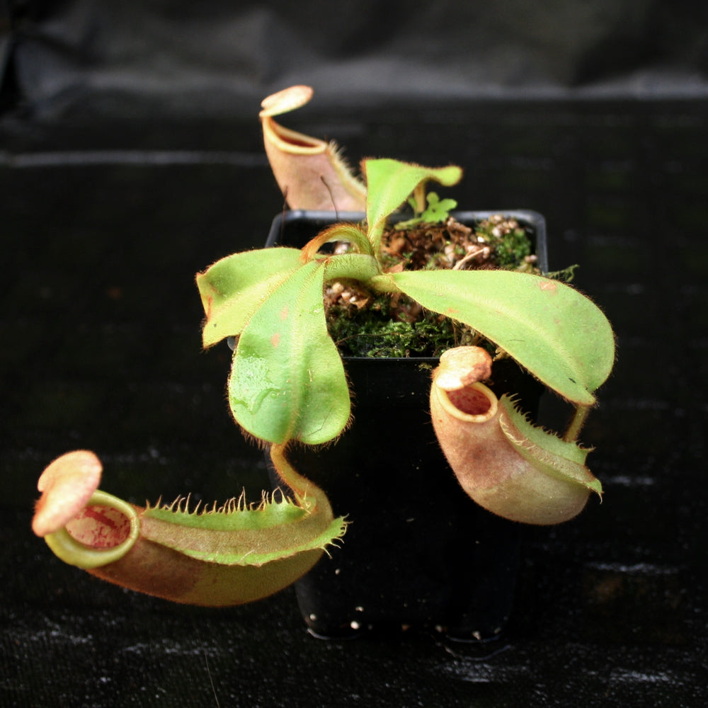 
                      
                        Nepenthes veitchii (#5 x "The Wave"), CAR-0062
                      
                    