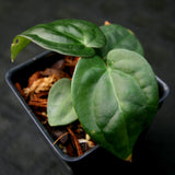 Anthurium crystallinum Dark x luxurians, CAR-0231