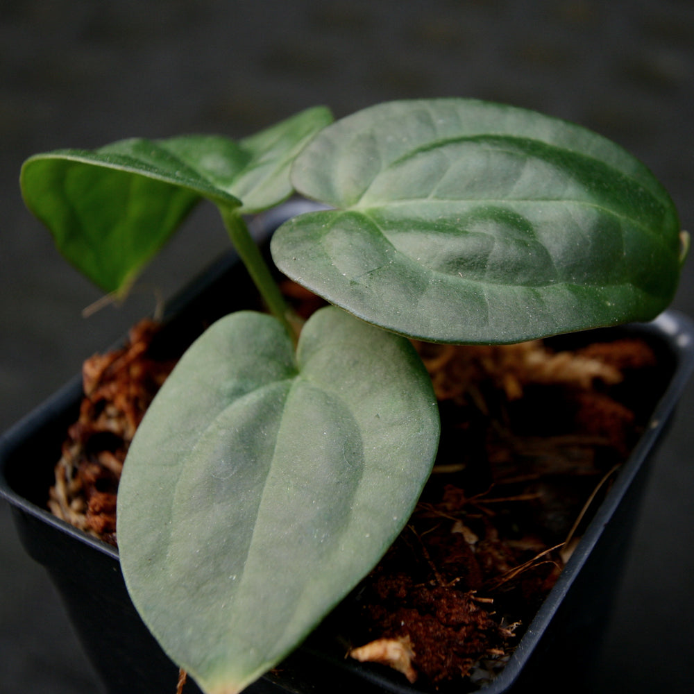 
                      
                        Anthurium crystallinum Dark x luxurians, CAR-0231
                      
                    