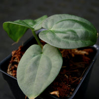 Anthurium crystallinum Dark x luxurians, CAR-0231