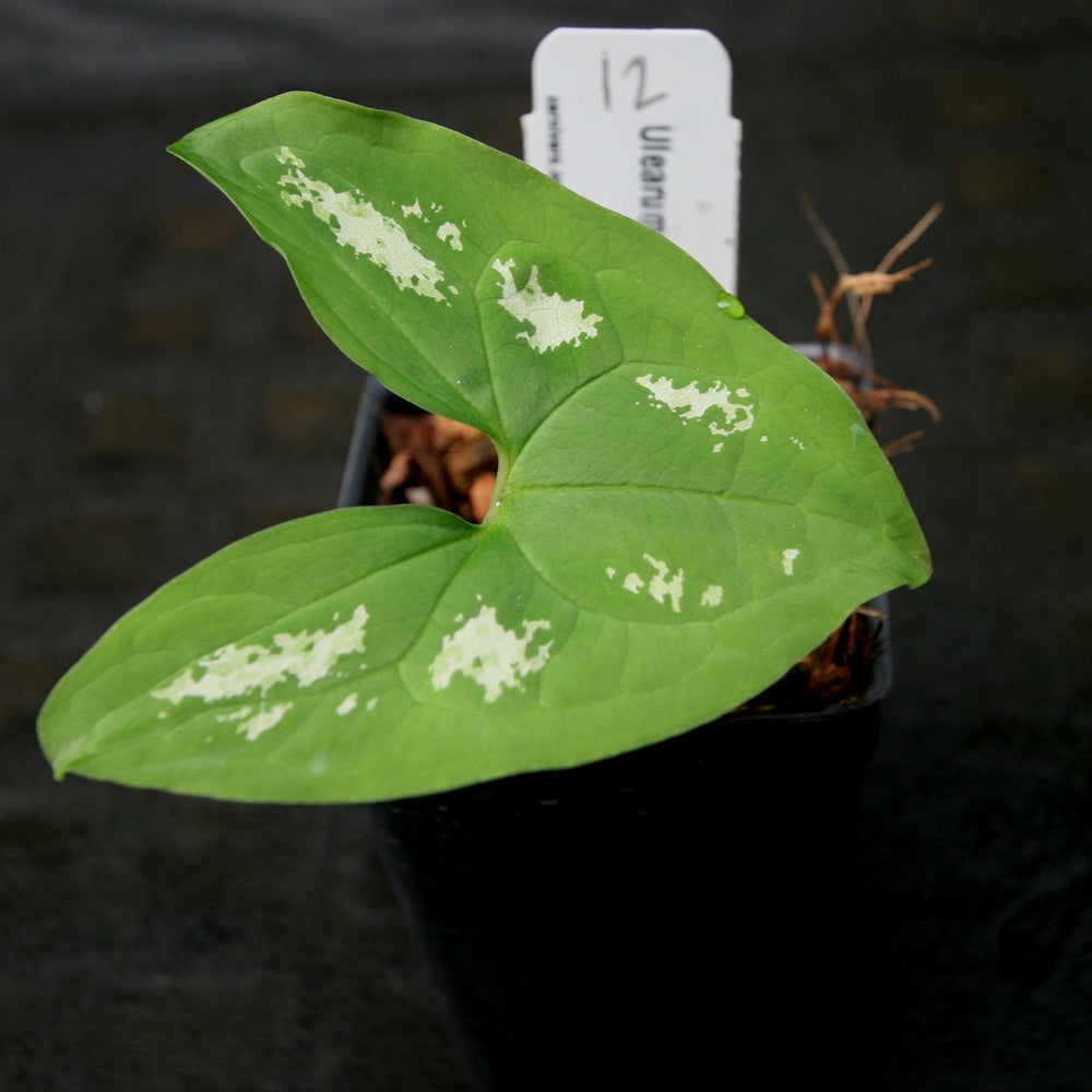 
                      
                        Ulearum donburnsii
                      
                    