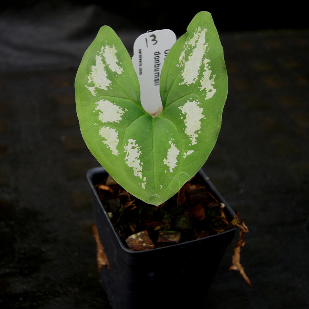 
                      
                        Ulearum donburnsii
                      
                    