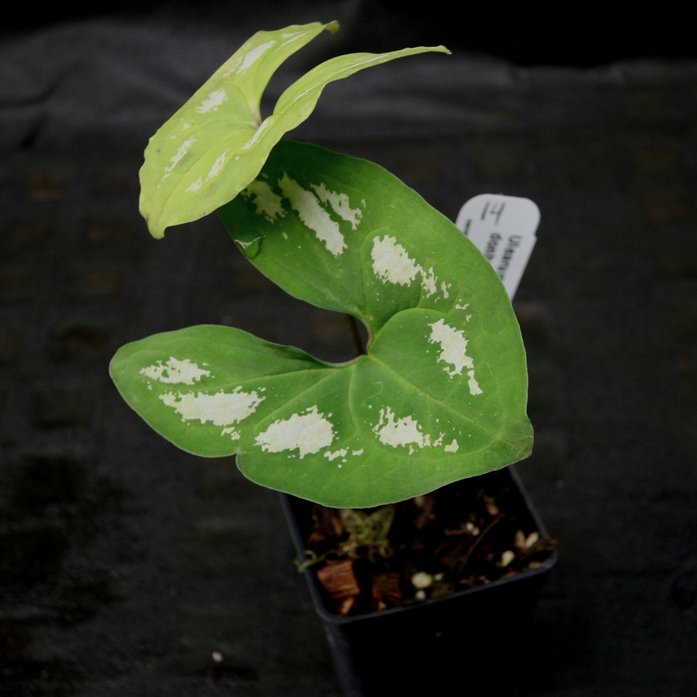 
                      
                        Ulearum donburnsii
                      
                    