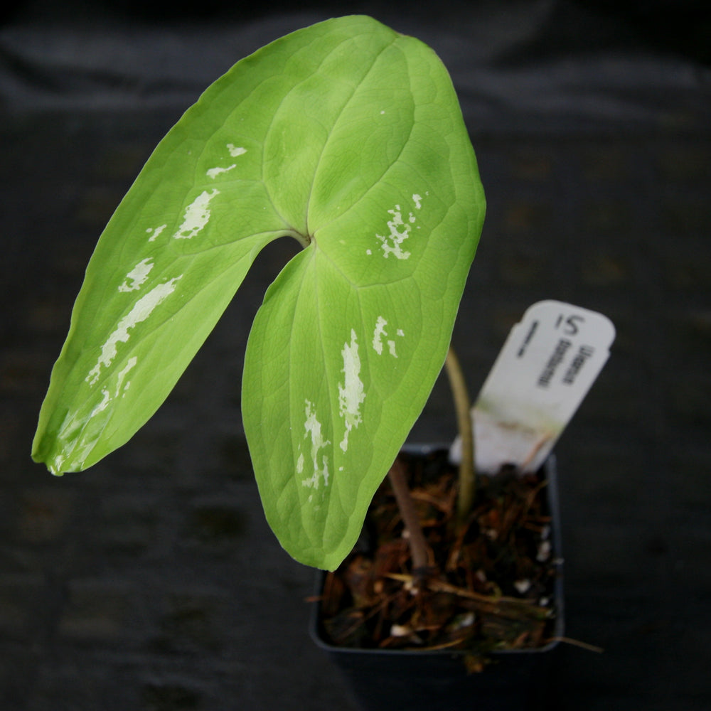 
                      
                        Ulearum donburnsii
                      
                    