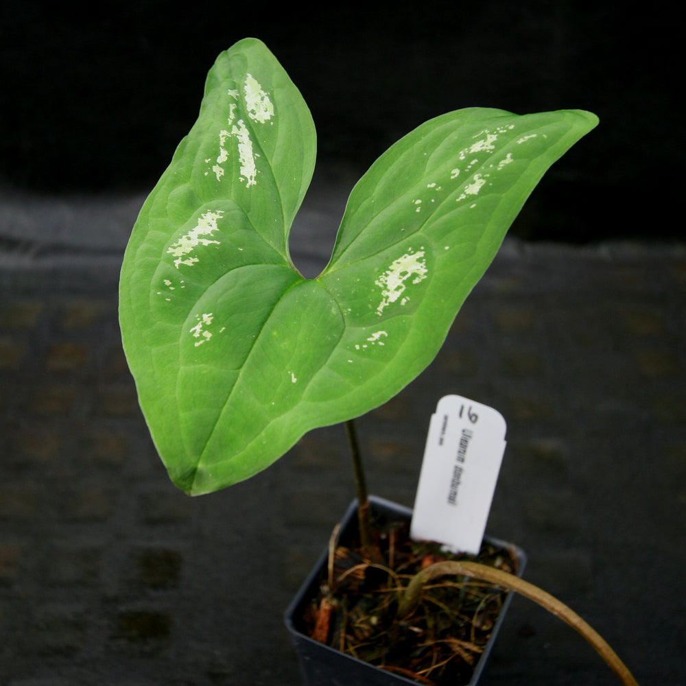 
                      
                        Ulearum donburnsii
                      
                    