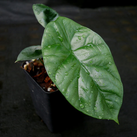 Quilted Dreams Alocasia sinuata leaf with water droplets in a black pot