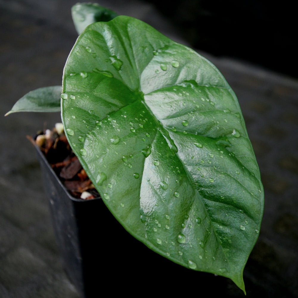
                      
                        Alocasia sinuata 'Quilted Dreams'
                      
                    