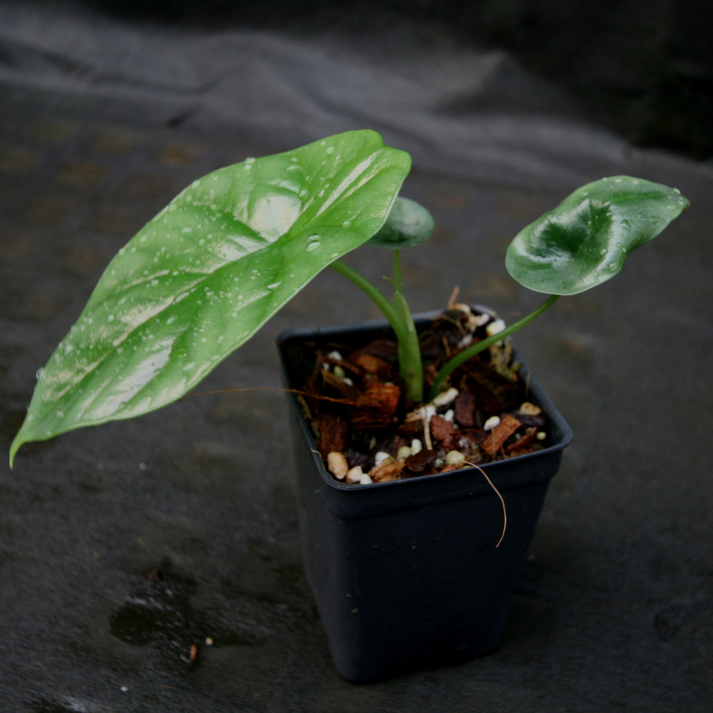 
                      
                        Alocasia sinuata 'Quilted Dreams'
                      
                    