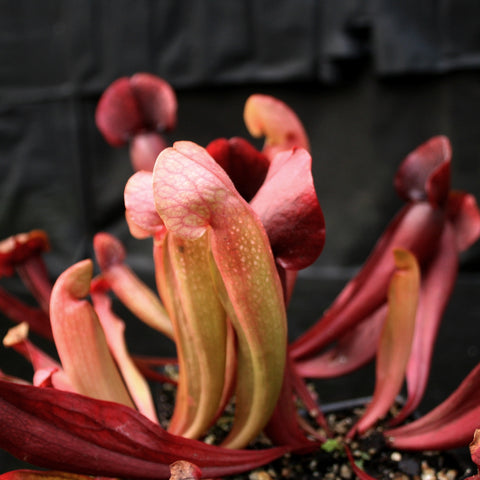 Sarracenia x Swaniana pitcher plant with tall pink to red tubular traps against a dark background
