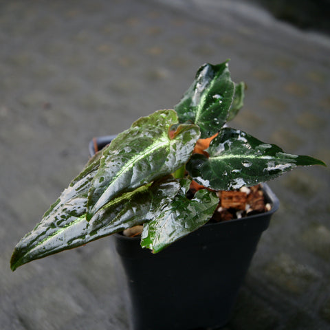Syngonium rayii with glossy variegated green leaves in a small black pot