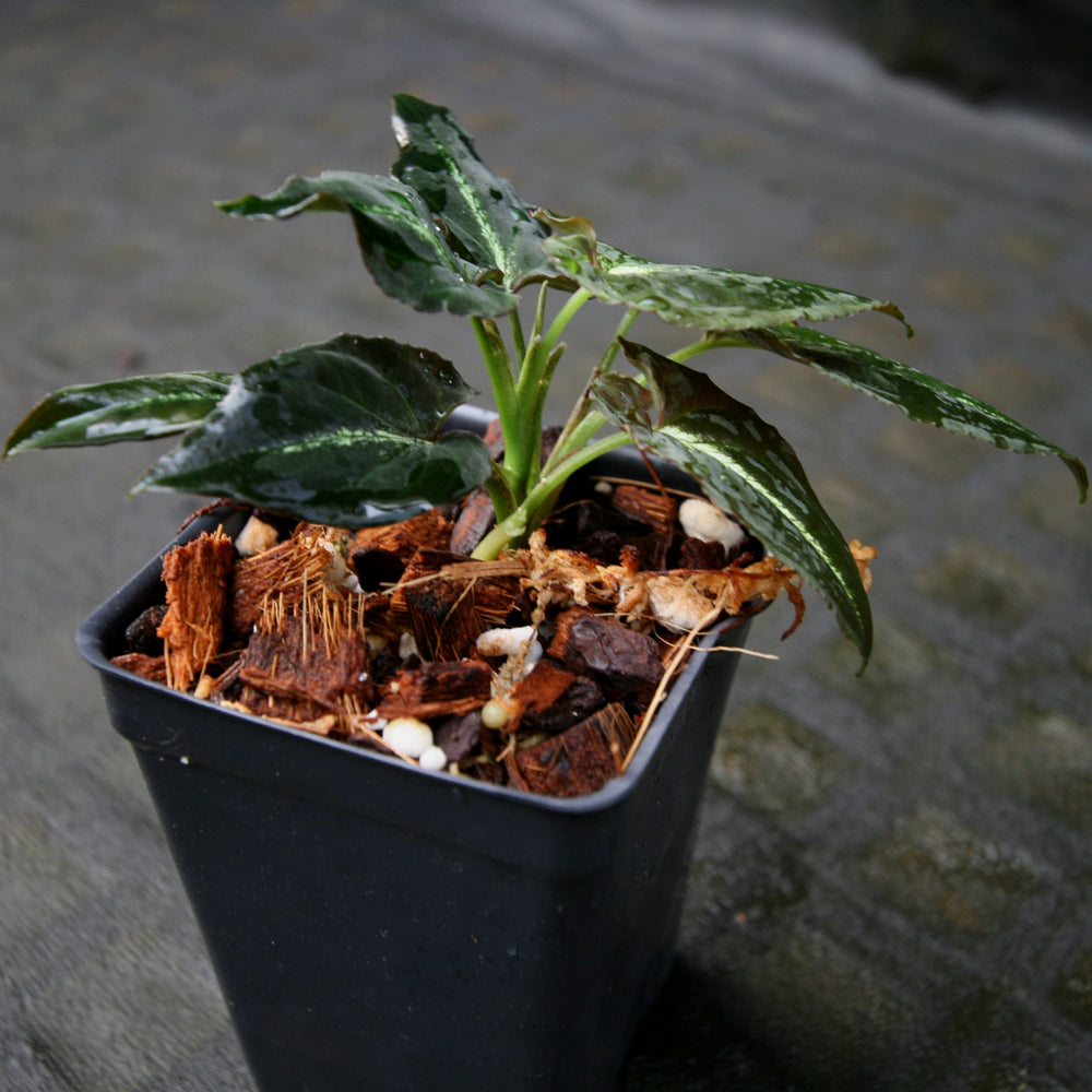 
                      
                        Syngonium rayii
                      
                    