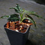 Syngonium rayii