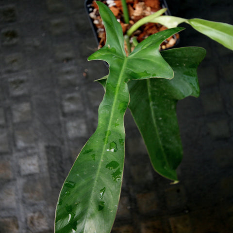 Philodendron longilobatum Lelano Miyano leaf with elongated lobes and glossy green surface.