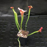 Sarracenia 'Juthatip Soper'