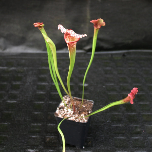 Carnivorous Starter Pack - Sundew, Sarracenia, Flytrap Small