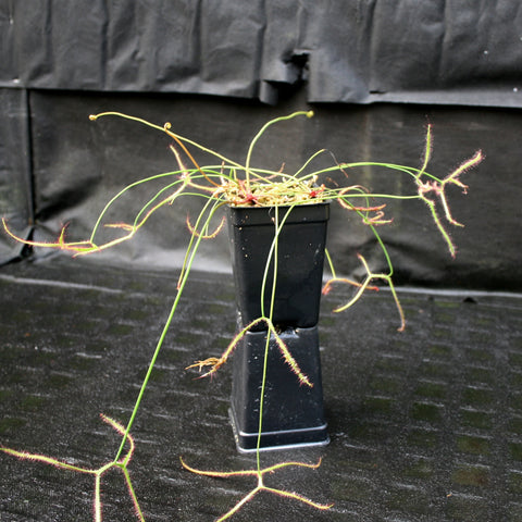Drosera binata var multifida sundew with long forked leaves and red hairy tentacles in a pot