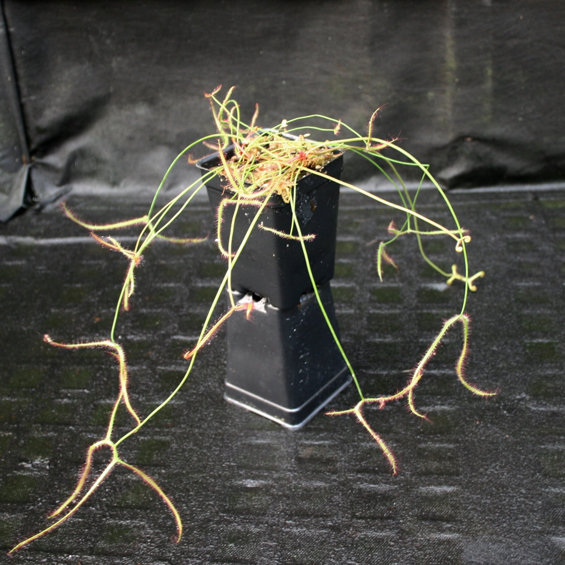Drosera binata var multifida Sundew – Carnivero