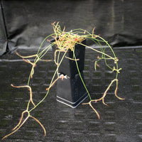 Drosera binata var multifida