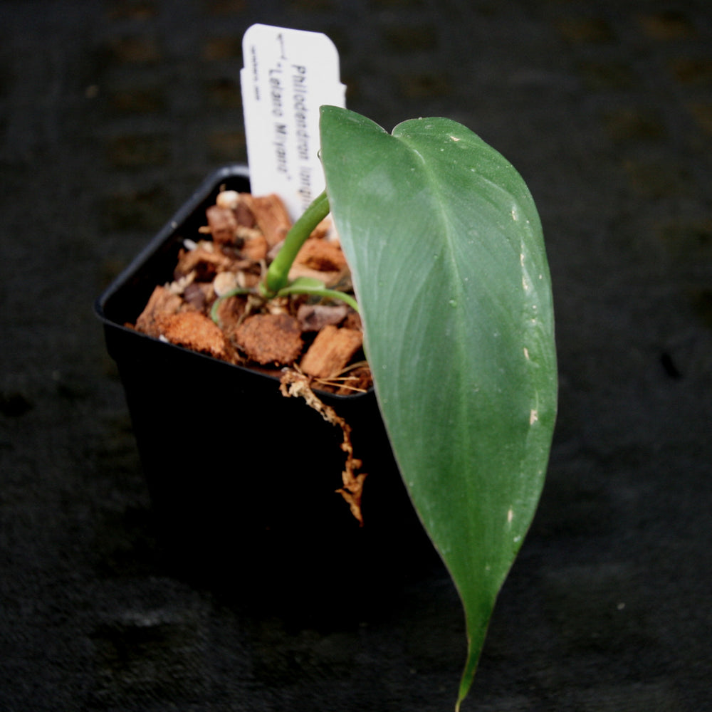 
                      
                        Philodendron longilobatum Lelano Miyano - Exact Plant
                      
                    