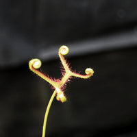 Drosera binata var multifida Sundew